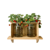 Micro-AcquaPonicWorld