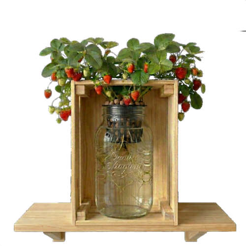 Mini-AcquaPonicWorld